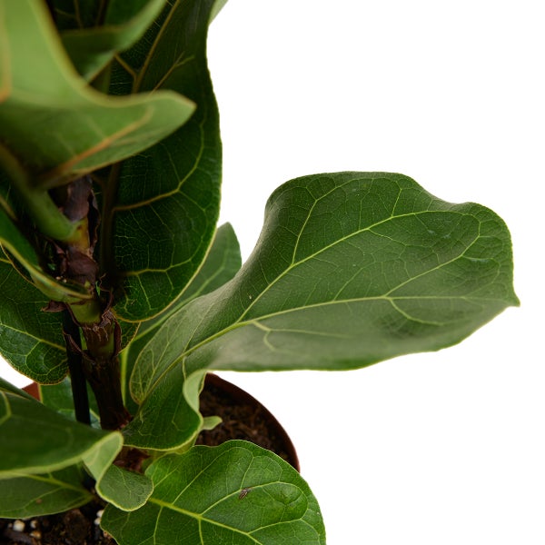 Bloomique - Ficus Lyrata Bambino - Geigenfeige - Zimmerpflanzen - Pflegeleicht - Luftreinigend - Höhe 30-40 cm - Topf 12 cm