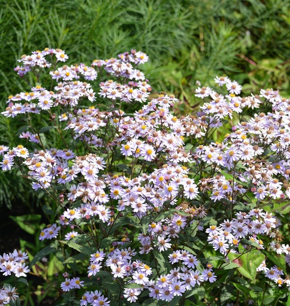 Nahaufnahme einer buschigen Raublatt-Aster im Garten