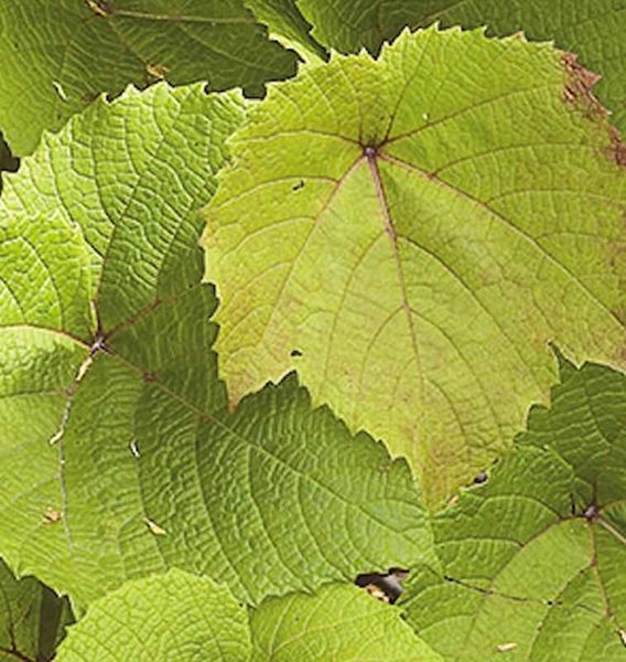 Nahaufnahme von Weinrebenblättern