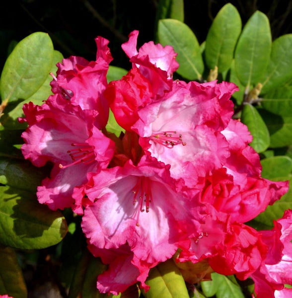Nahaufnahme einer rosa blühenden Rhododendronpflanze