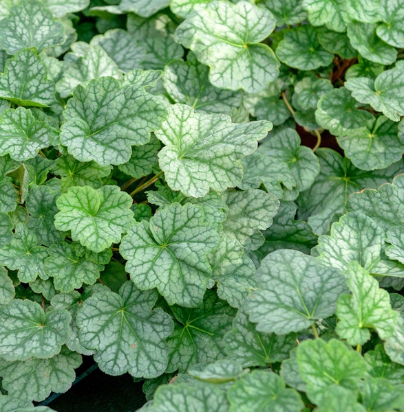 Nahaufnahme von Silberglöckchenblättern