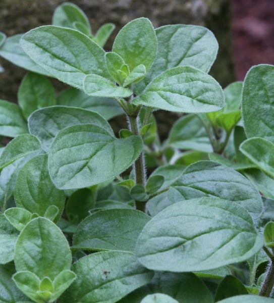 Oregano Pflanze mit grünen Blättern