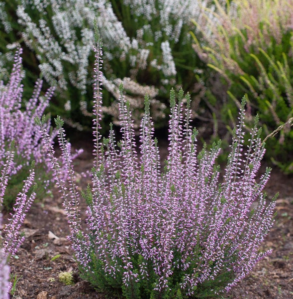 Besenheide im Gartenbeet