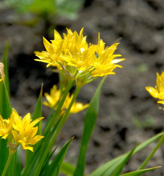 Gelbe Zwiebelblume im Garten