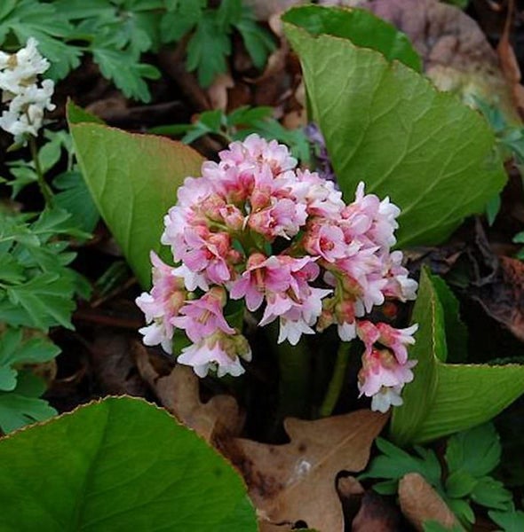 Nahaufnahme einer Bergenie Pflanze mit rosa Blüten und grünen Blättern