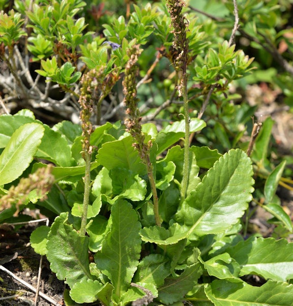 Nahaufnahme einer Pflanze mit grünen Blättern und Blütenständen