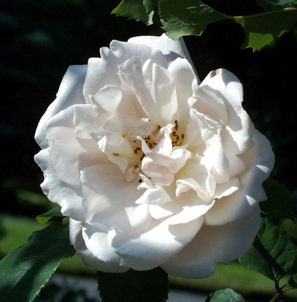 Nahaufnahme einer einzelnen weißen Rose mit Blütenblättern