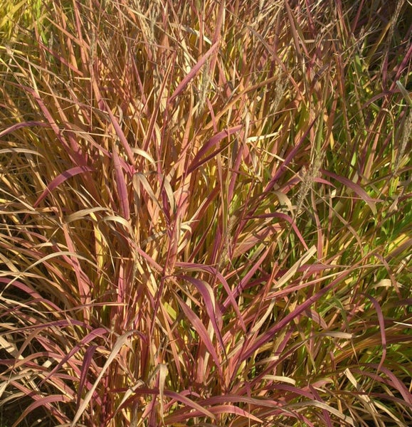 Chinaschilf im Detail