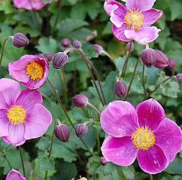 Nahaufnahme von rosa Herbst-Anemonenblüten und Knospen mit grünen Blättern
