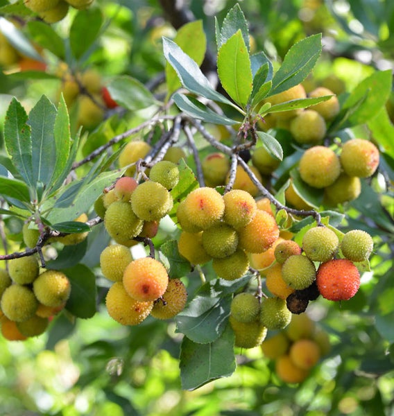 Erdbeerbaum mit Früchten und Blättern