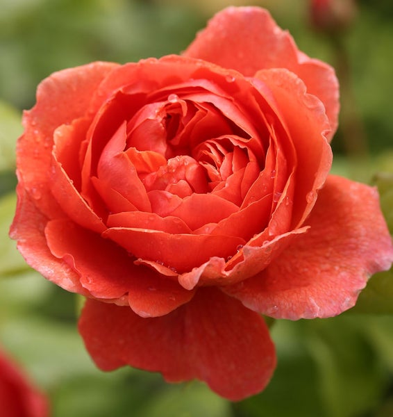 Nahaufnahme einer orangefarbenen Rosenblüte mit Wassertropfen
