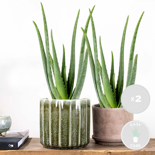 Bloomique - 2er Set - Aloe Vera Pflanze - Zimmerpflanzen - Sukkulenten - Sehr Pflegeleicht - Höhe 35-45 cm - Topf 12 cm