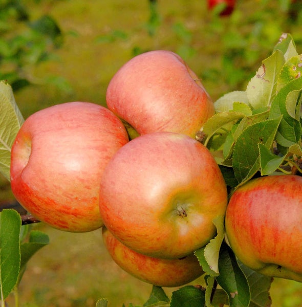Reife Äpfel am Zweig