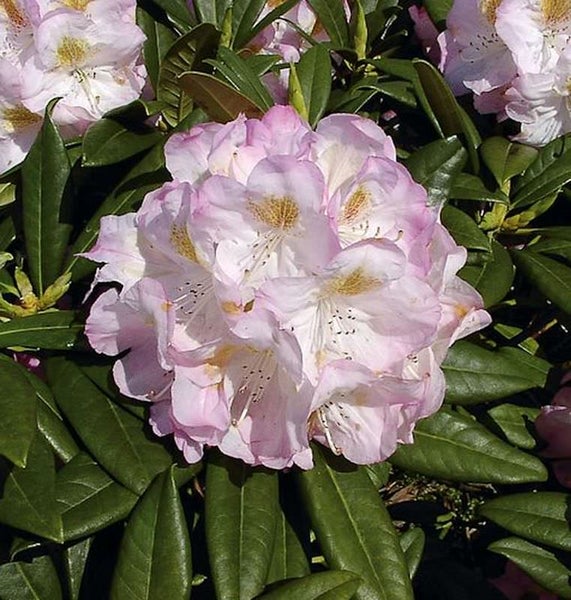 Blüte eines Rhododendronstrauchs