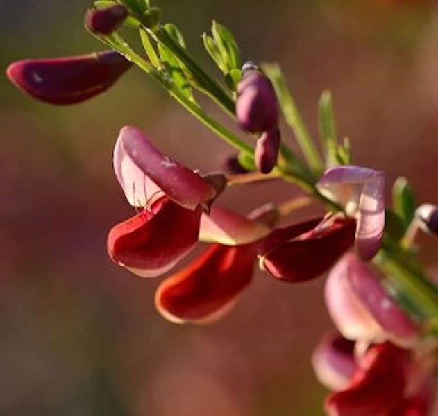 Blütenstand der Südafrikanischen Spargelerbse