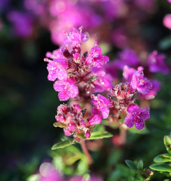 Nahaufnahme von Quendelblüten mit Wassertropfen