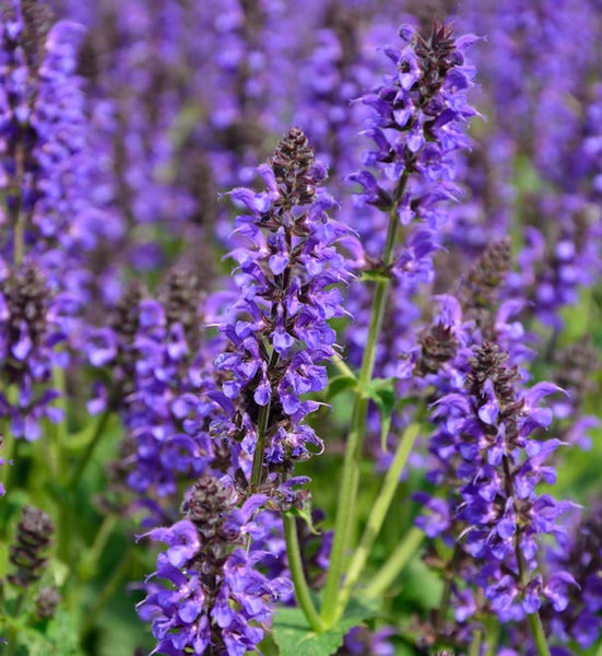 Nahaufnahme von blühendem Salbei im Garten