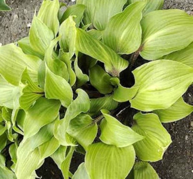 Funkie mit grünen Blättern für den Garten