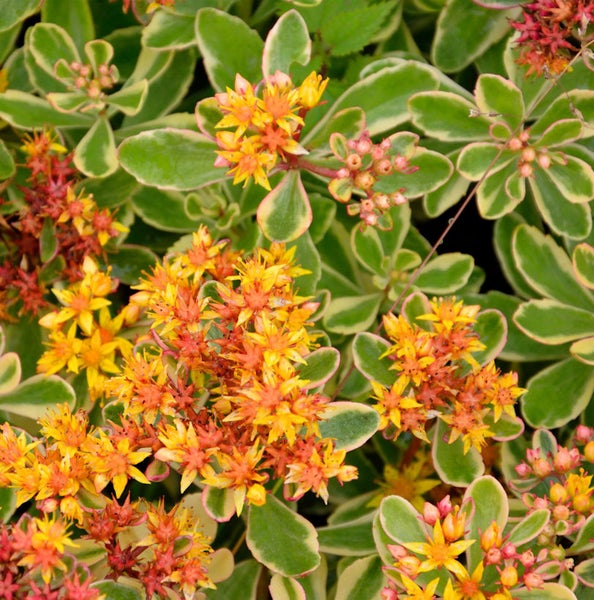 Fetthenne Pflanze mit gelb-orangenen Blüten und grün-gelben Blättern