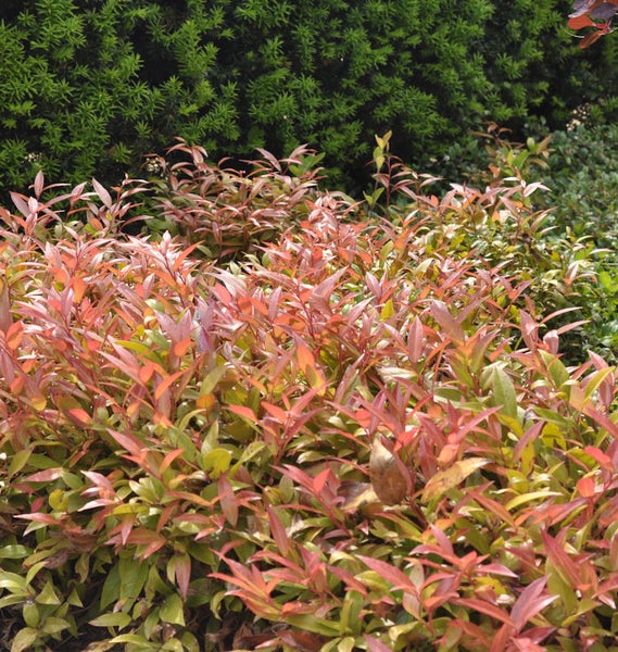 Gruppe von Ziersträuchern mit roten und grünen Blättern