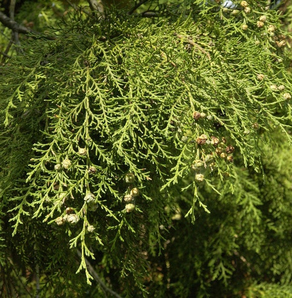 Detailaufnahme eines Lebensbaums mit Zapfen