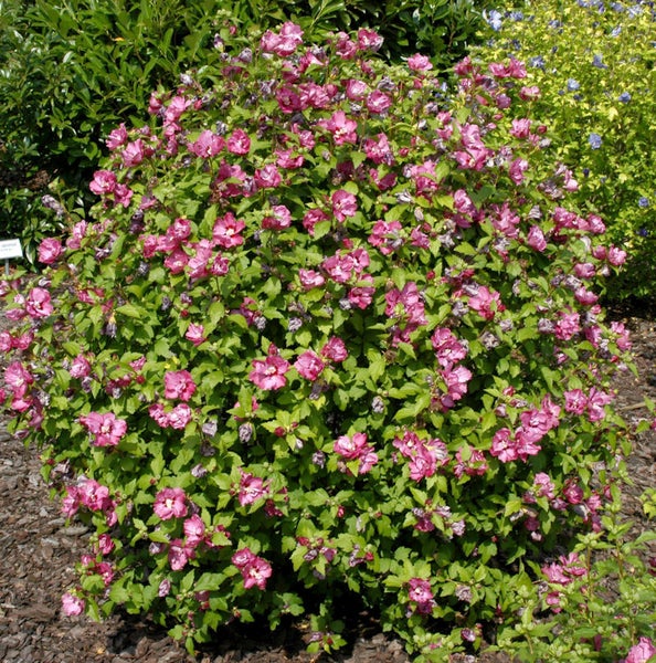 Blühender Hibiskusstrauch im Garten