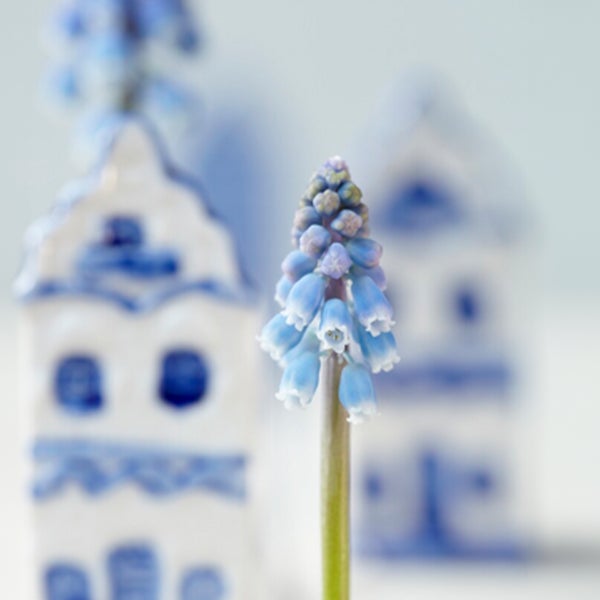 Bloomique - Mischung aus 50 - Muscari Armeniacum - Traubenhyazinthe - blaue Trauben - Blumenzwiebeln - Frühlingsblüte - mehrjährige Pflanzen - wird 10-15 cm groß