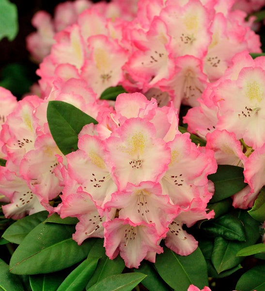 Nahaufnahme einer Rhododendronblüte mit Blättern