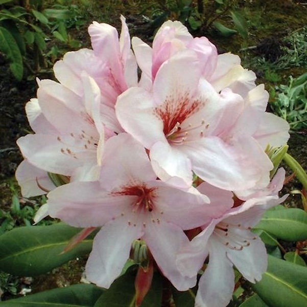 Nahaufnahme einer Rhododendronblüte