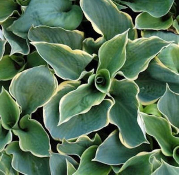 Nahaufnahme einer Funkienpflanze mit grünen Blättern