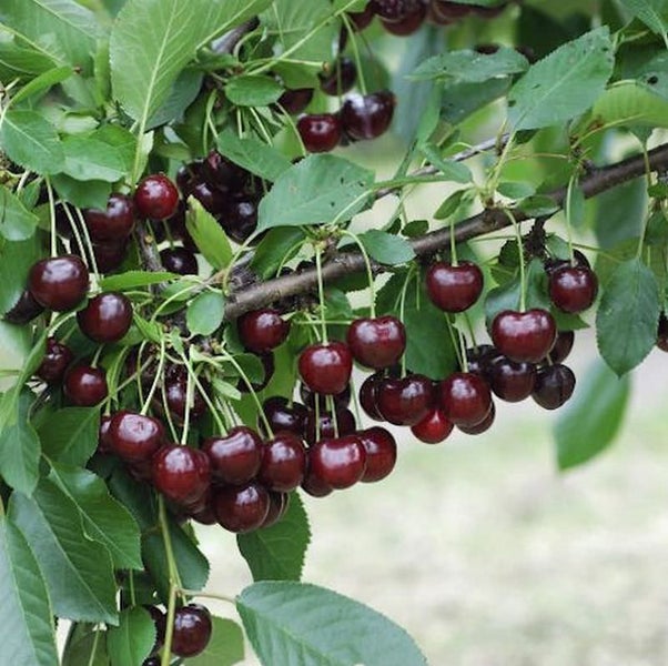 Kirschbaum mit reifen Kirschen an den Ästen