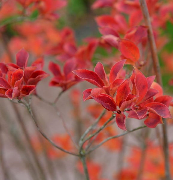 Nahaufnahme von rotem Laubgehölz
