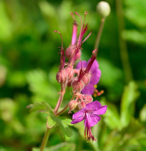 Nahaufnahme einer Storchschnabelblüte