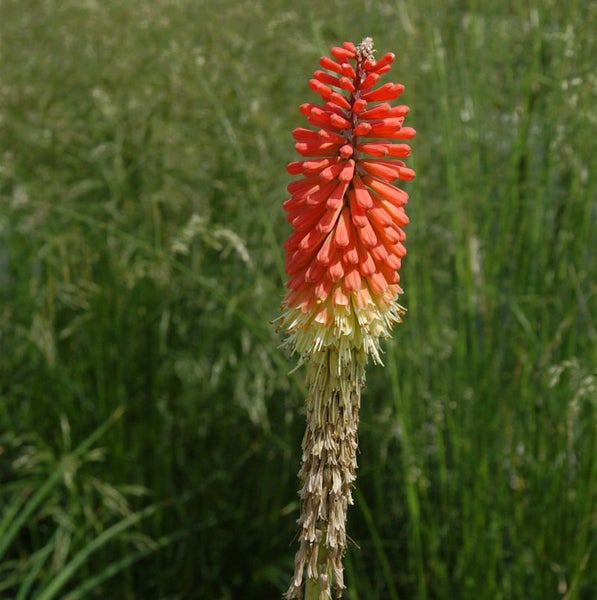 Fackelblume im Garten
