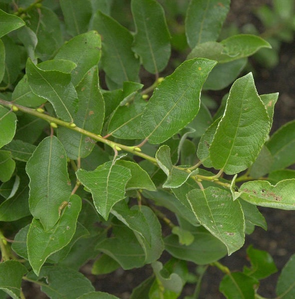 Nahaufnahme eines Zweigs mit grünen Blättern