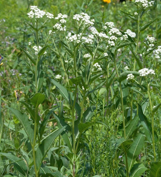 Wilde Blumenwiese mit Schafgarbe