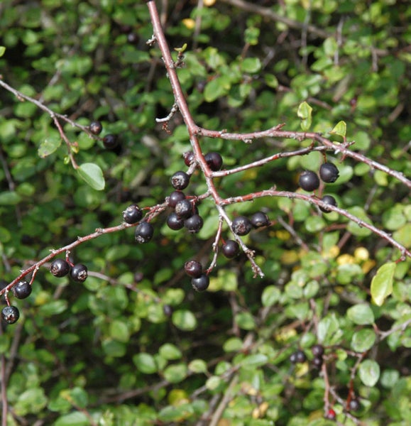 Zweig einer Felsenmispel mit Blättern und Beeren