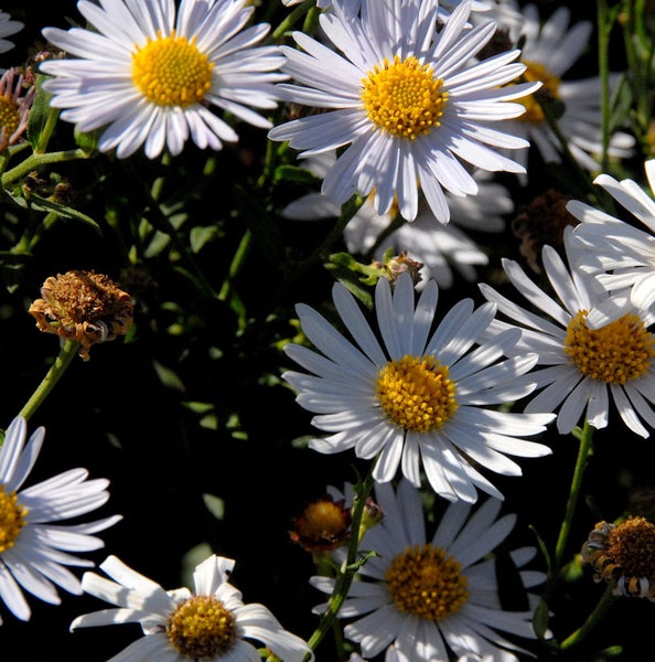 Nahaufnahme von weißen Gänseblümchen mit gelben Blütenkörben