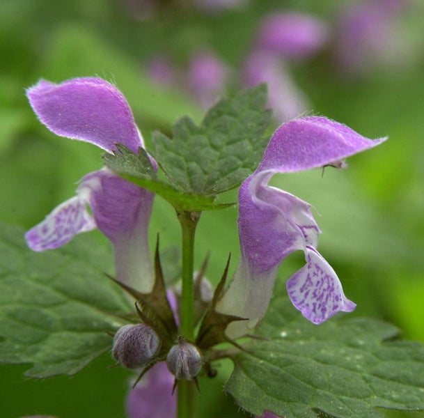 Nahaufnahme einer blühenden Taubnessel