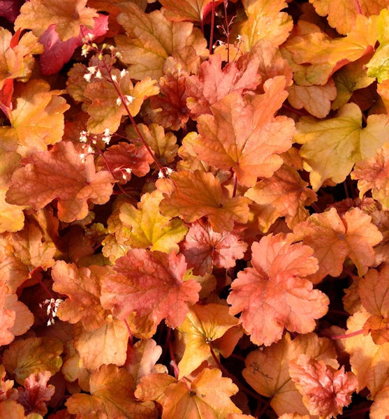 Nahaufnahme von Heuchera-Blättern im Garten.