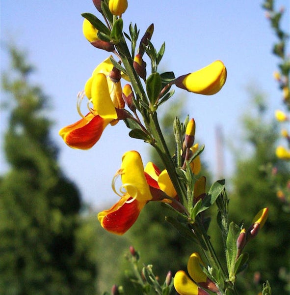 Aufnahme einer Ginsterpflanze mit roten und gelben Blüten