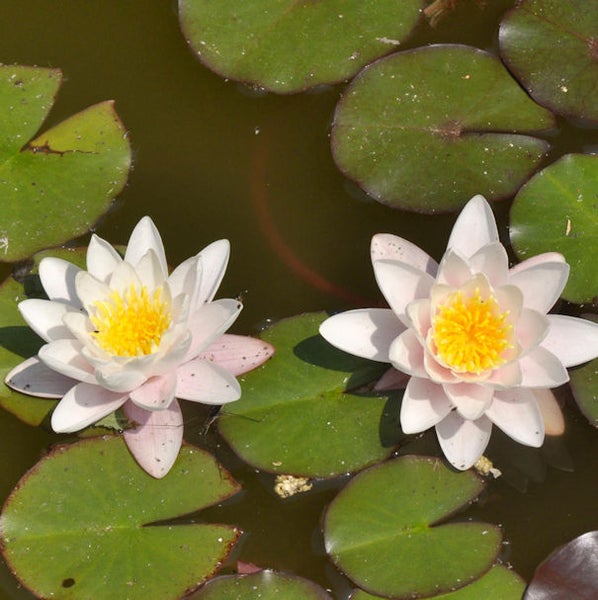 Zwei Seerosenblüten mit Seerosenblättern im Teich