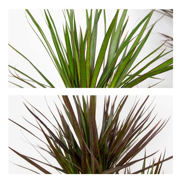 2x Dracaena Zimmerpflanzen Mix – Marginata-Magenta – Luftreinigend – ⌀17 cm - ↕65-75 cm