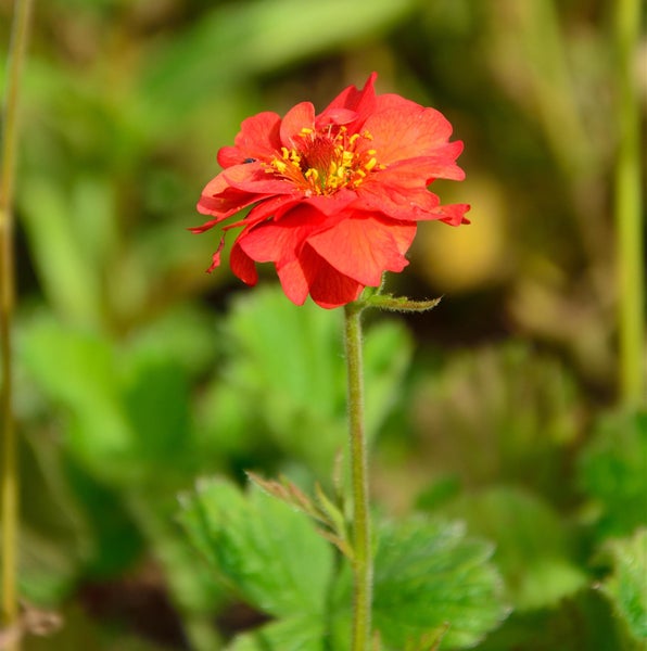Geum coccineum Zwerg Einzelblüte im Detail