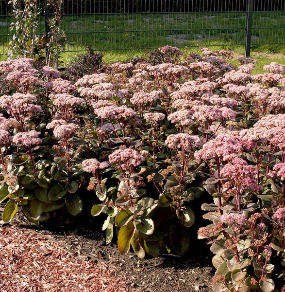 Eine Gruppe von Fetthennen im Garten.