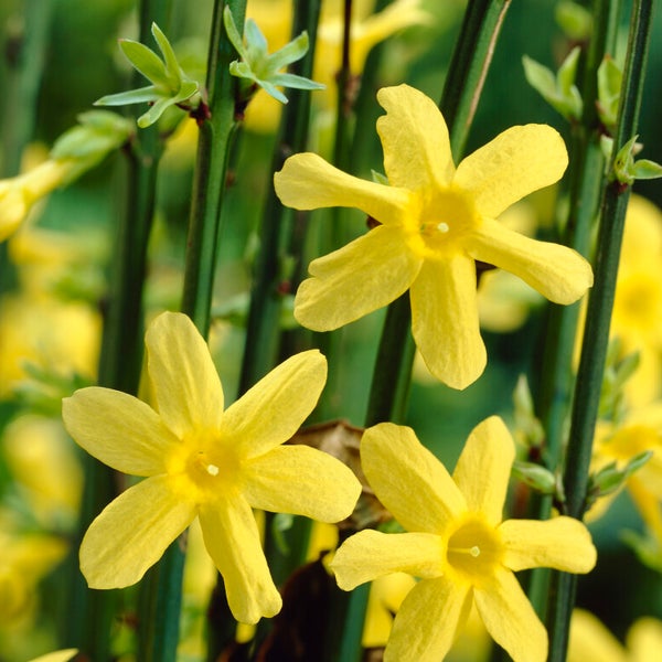 Bloomique - 2er-Set - Jasminum nudiflorum - Winterjasmin - Gelb - Kletterpflanzen - Gartenpflanzen - Winterhart - Topf 15 cm - 70-80 cm hoch
