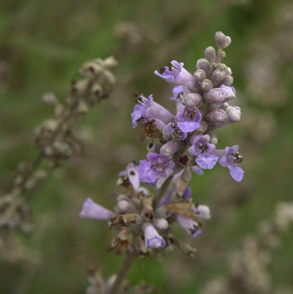 Nahaufnahme einer blühenden Vitex-Pflanze