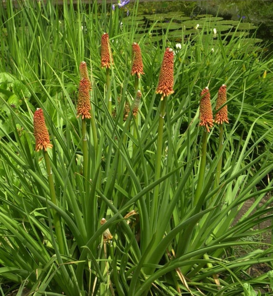 Fackellilien in einem Garten.