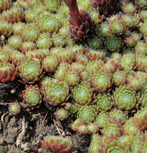 Nahaufnahme von Hauswurz Pflanzen im Garten.