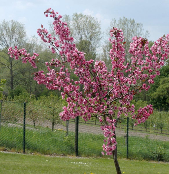 Zierapfelbaum mit rosa Blüten